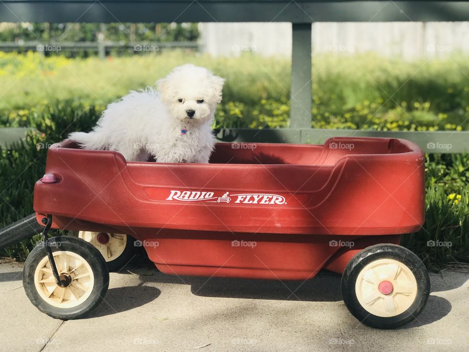 Bichon boy standing in radio flyer wagon with wild yellow flowers and greenery behind. 