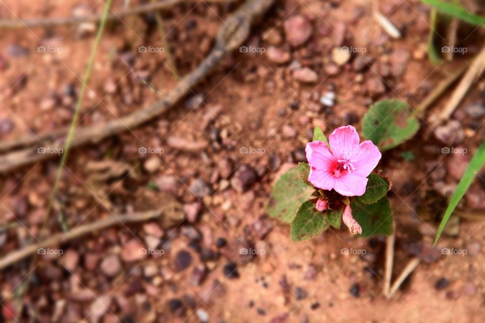 Small pink flower at ground