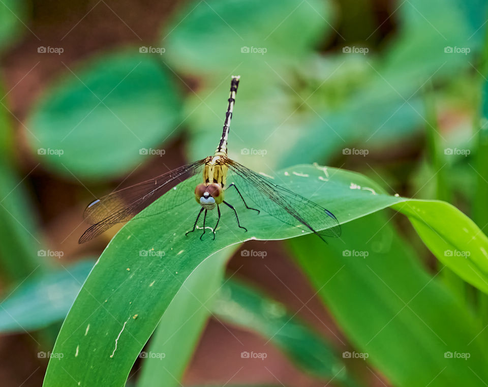 Fauna - Dragon fly -