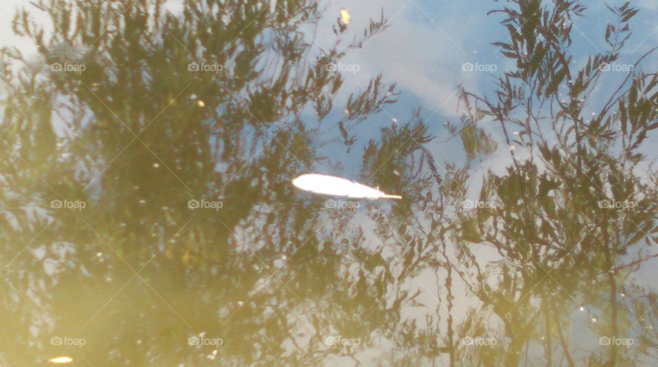 floating feather