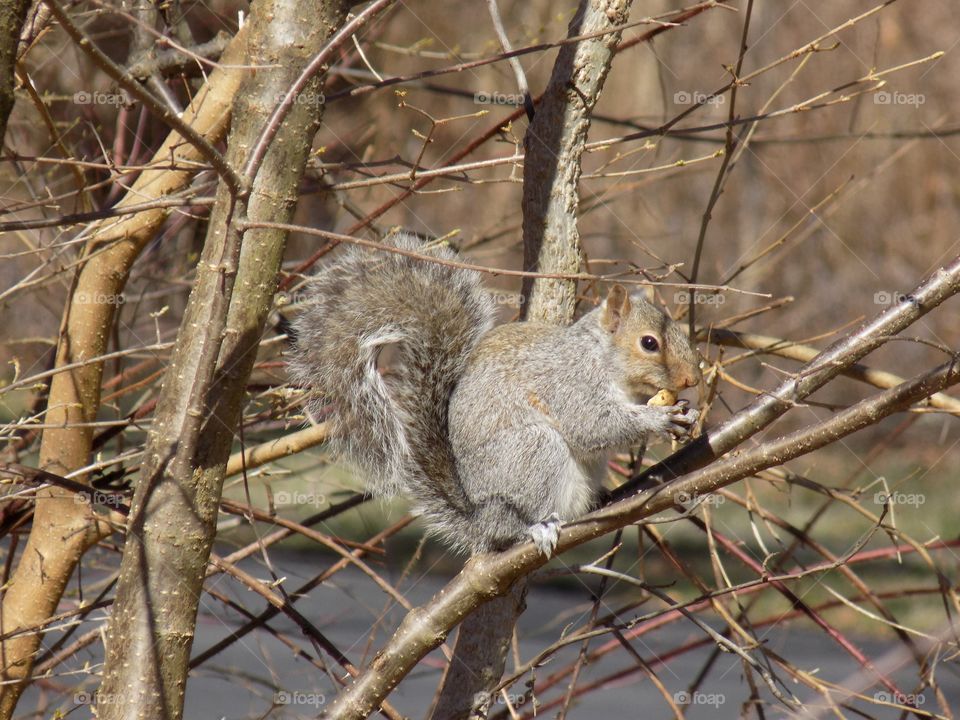 squirrel in tree during spring