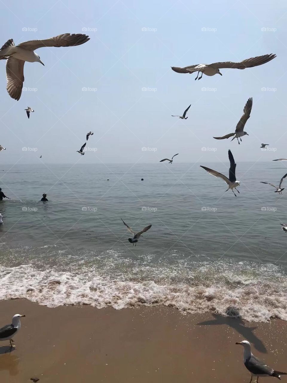 Seagulls in the beach