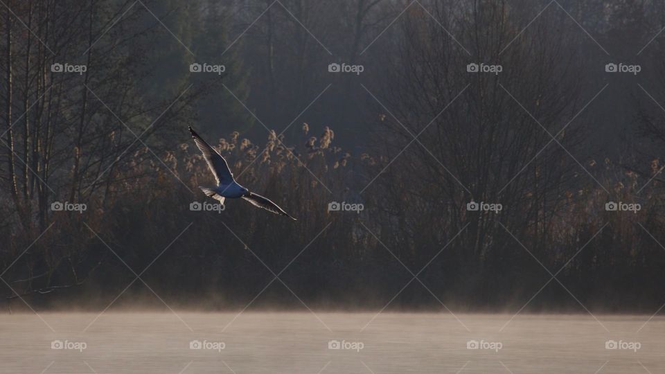 Bird flying over misty lake