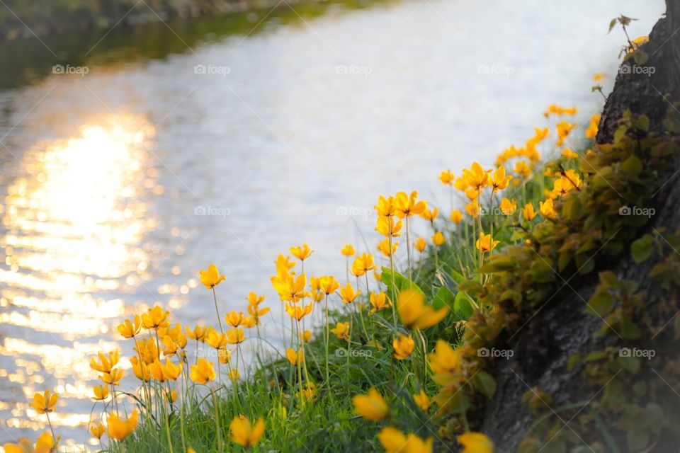 Yellow flowers by the Canal 