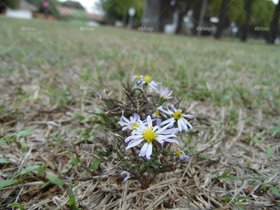 baby daisies. This is a picture I took while out walking.