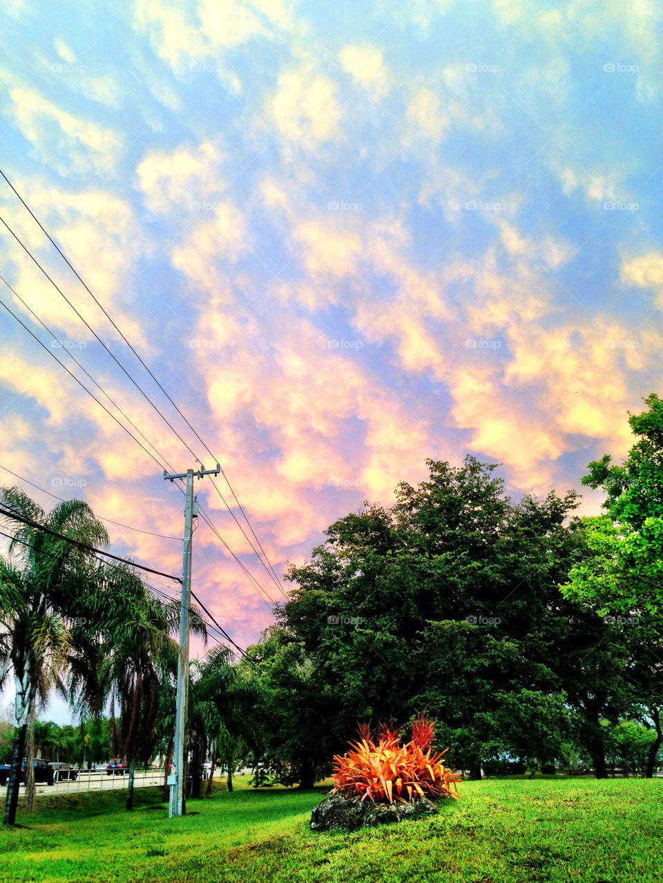 Clouds and trees at sunset