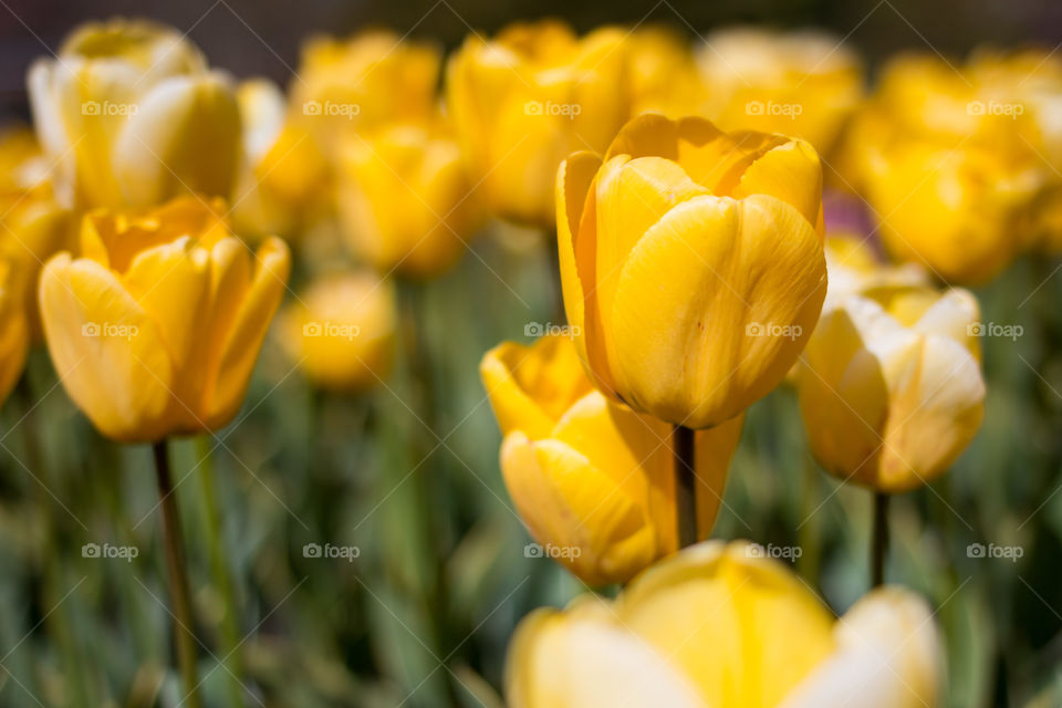 Yellow tulip field 