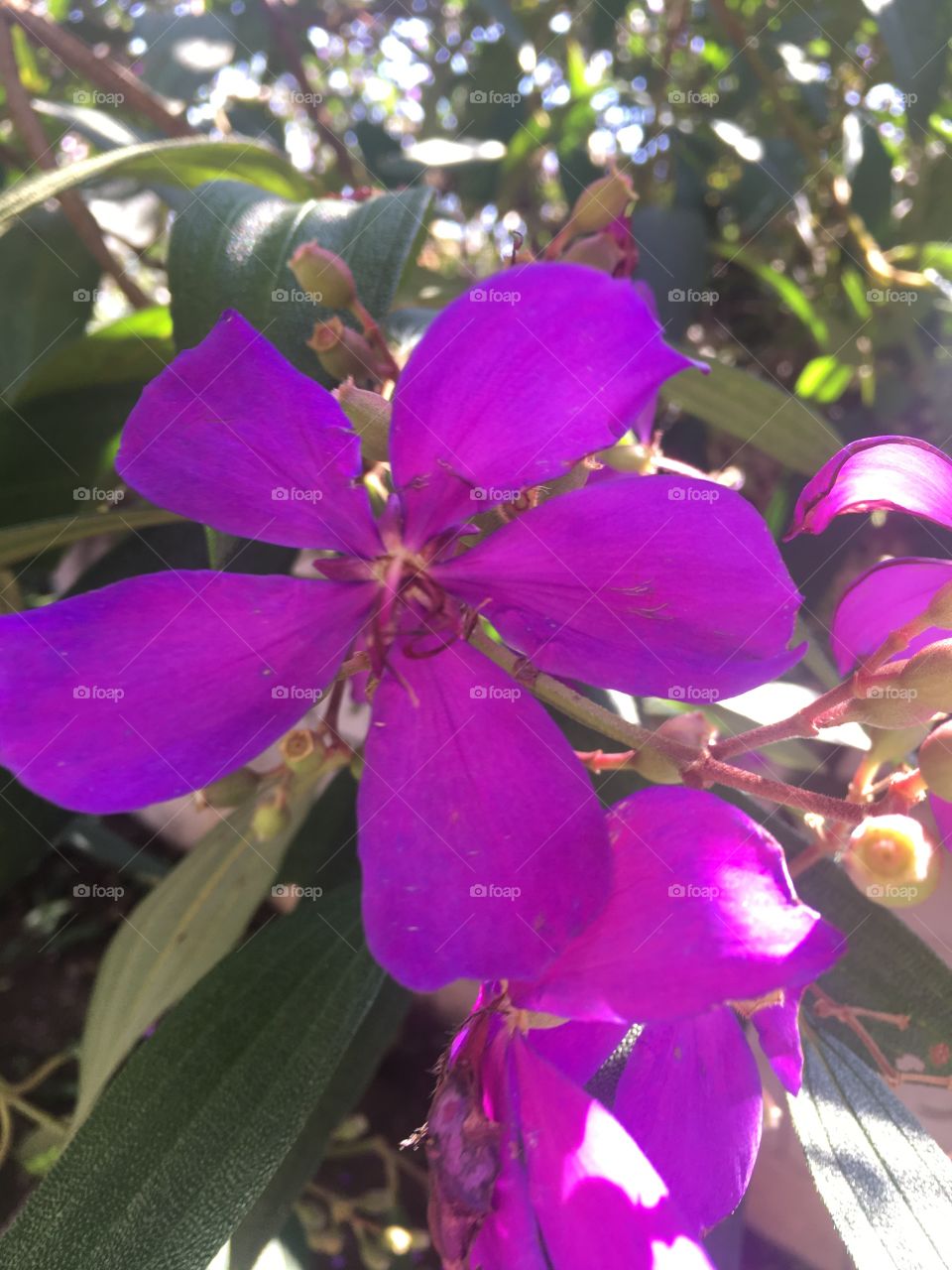 As quaresmeiras campeãs do nosso jardim! Das 4 árvores desta linda flor, a mais bela é essa. Cada cor inspiradora!!!