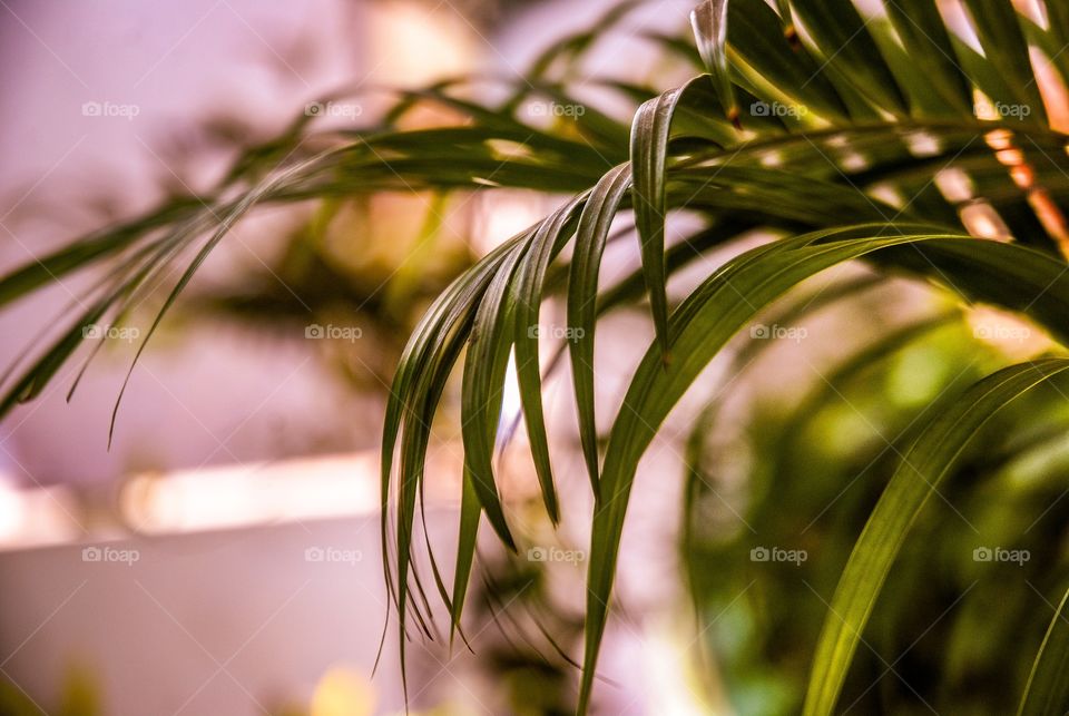 Close-up of house plant