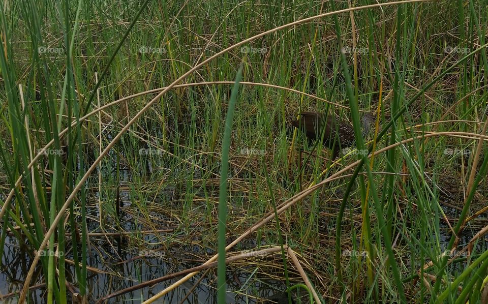 limpkin hidden in the marshes