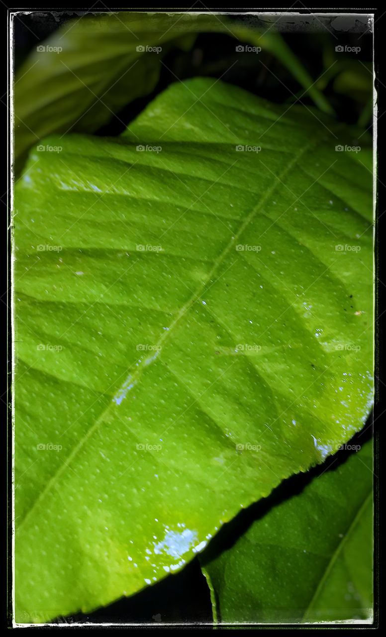 Leaf detail