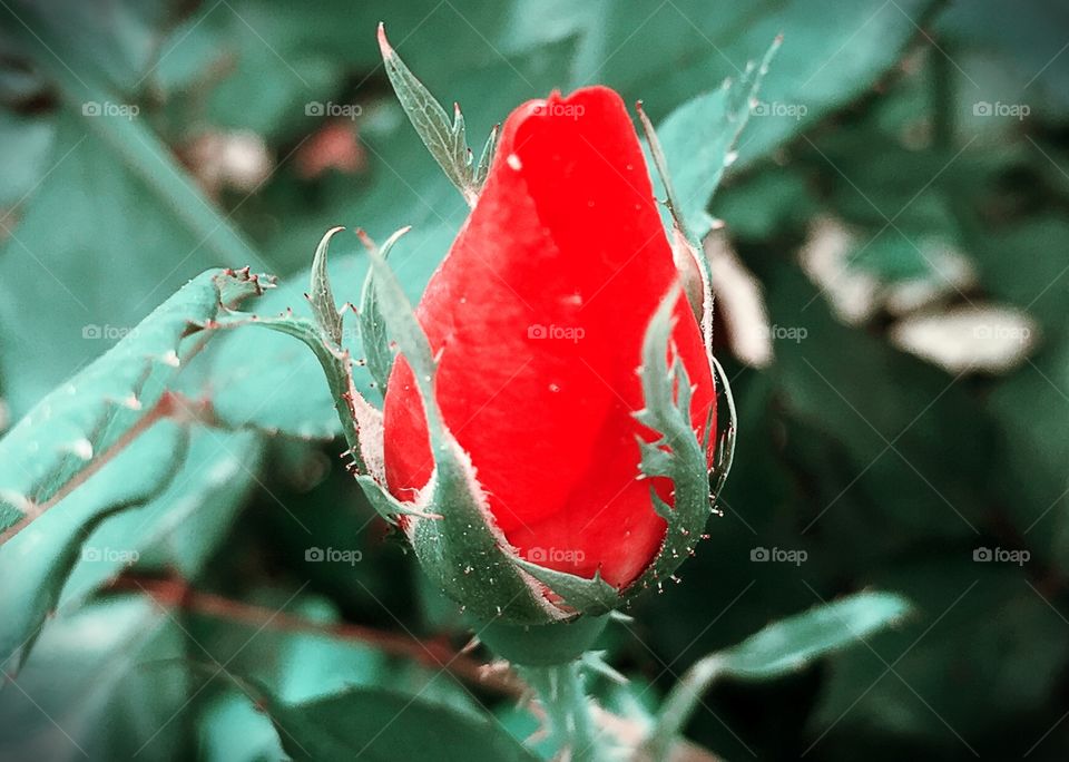 Red Rose Bud