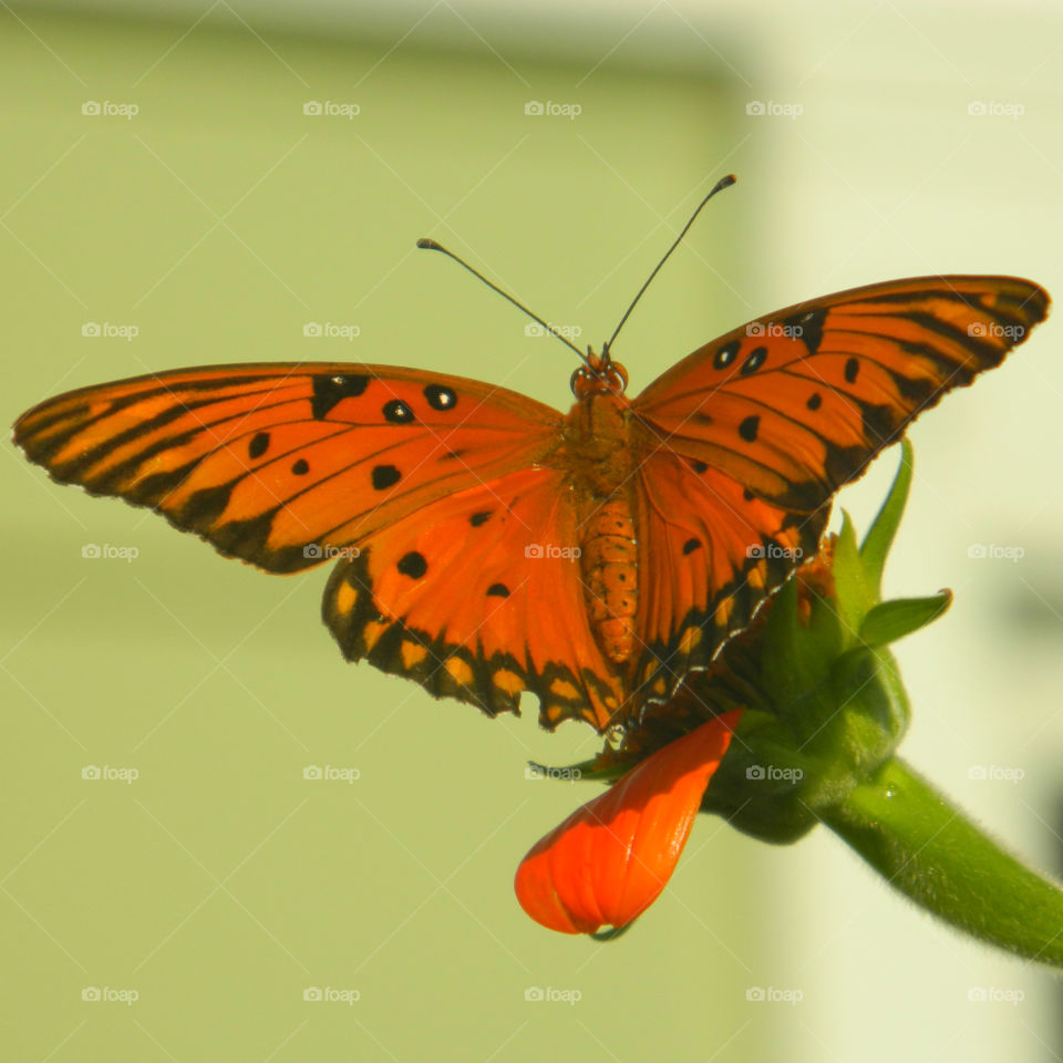 Butterfly on flower