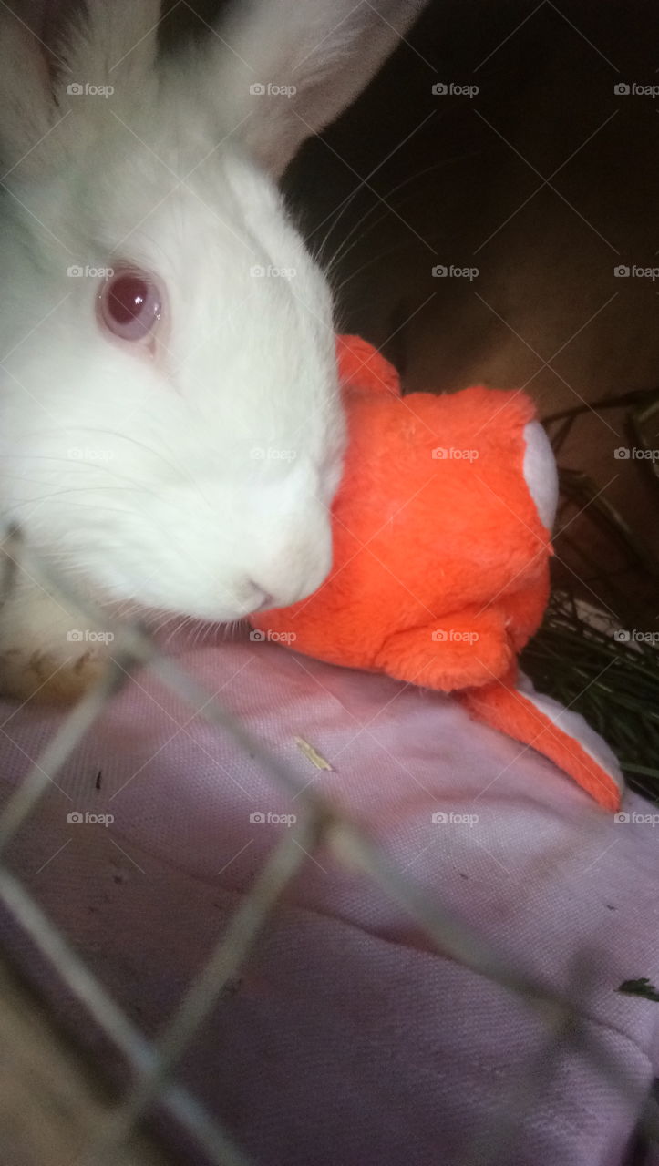 selfie his toy mr. orange rabbit