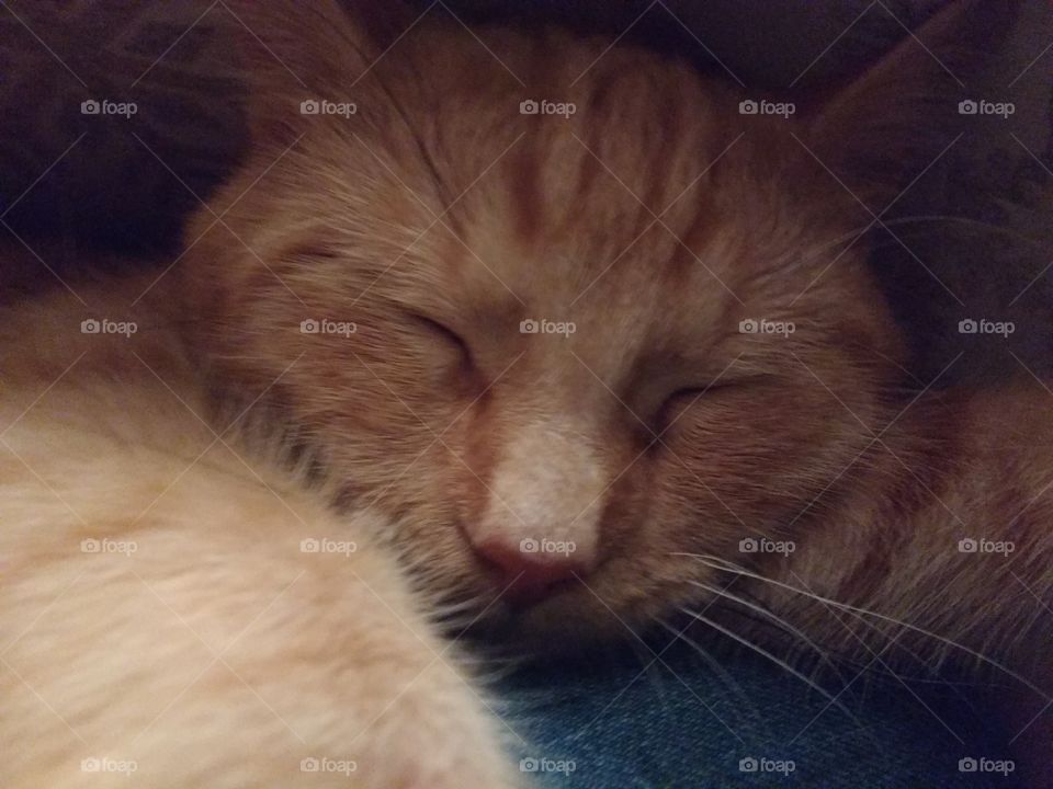 Sleeping orange cat face