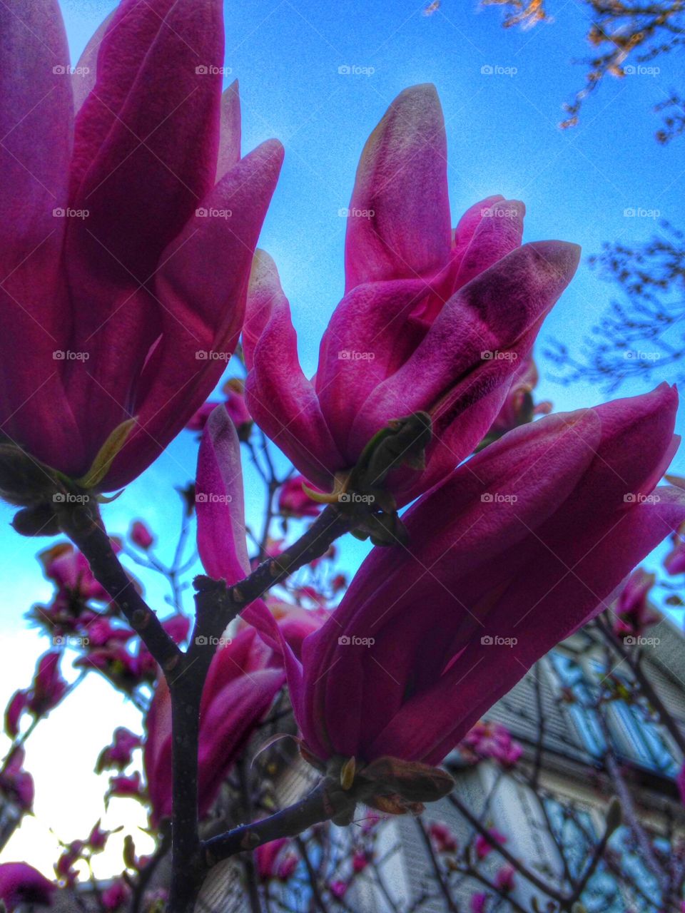 Magnolias. Flowers