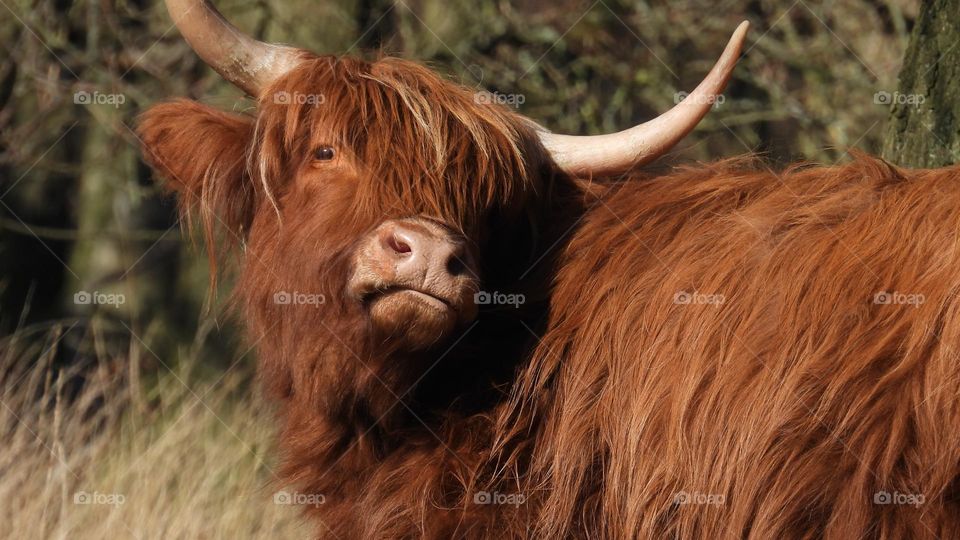 A close up of a highland cow