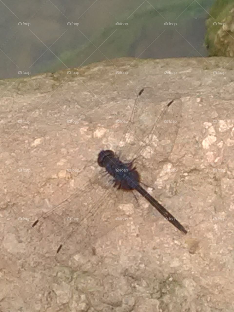 When it is alive and young, then it is very rare that one place does not stay.