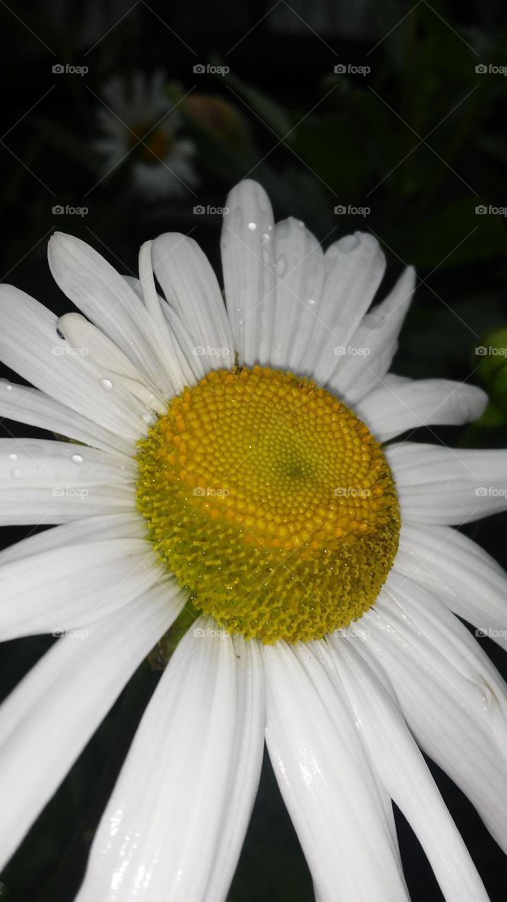 No Person, Nature, Flower, Flora, Summer