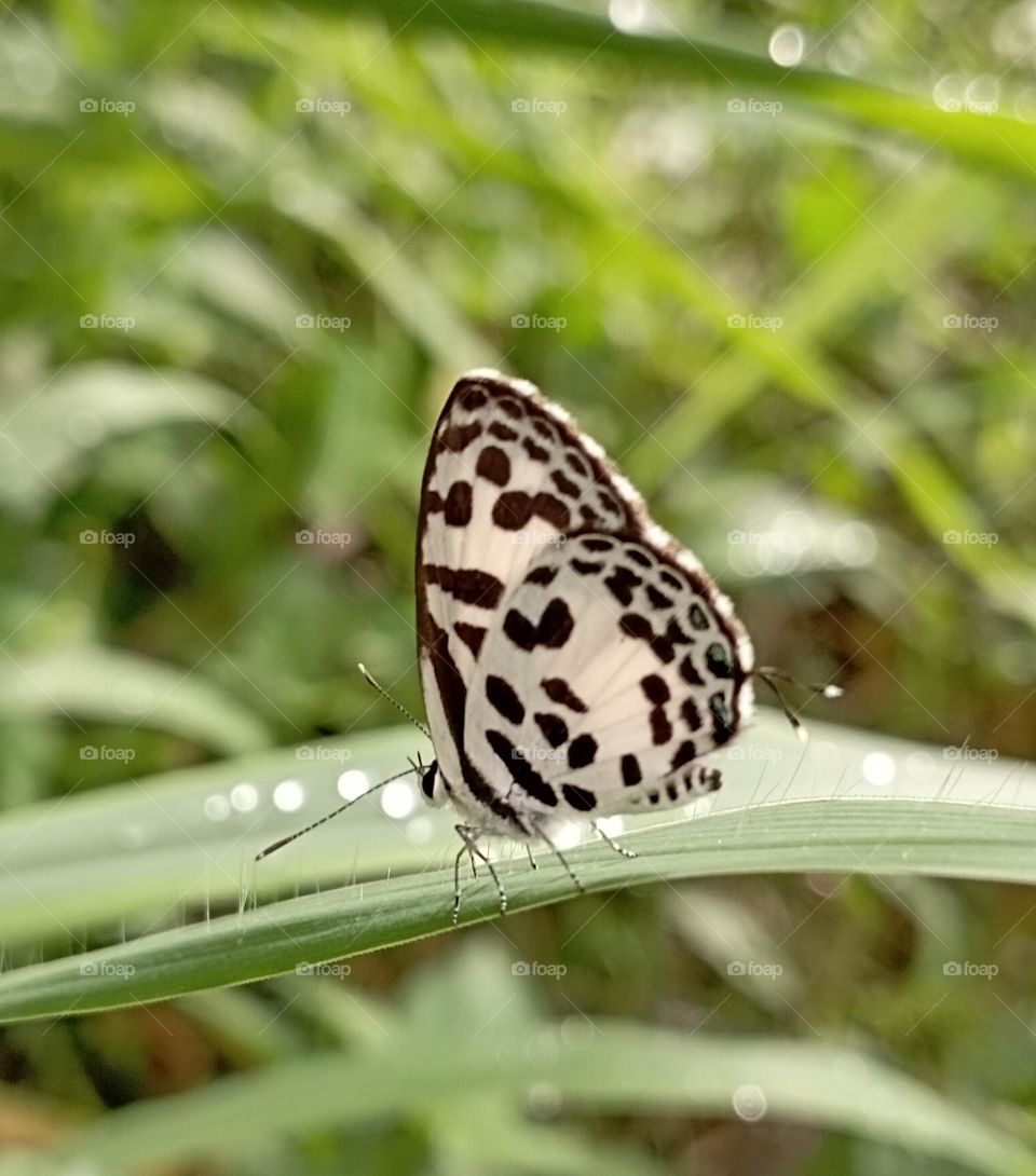 Pierrot butterfly perched on the grass.