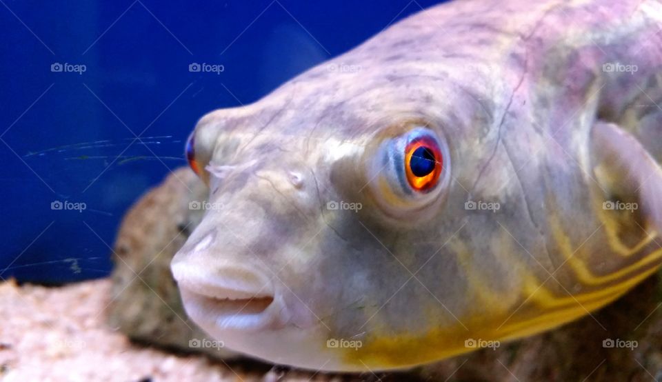 Herman the Puffer Fish