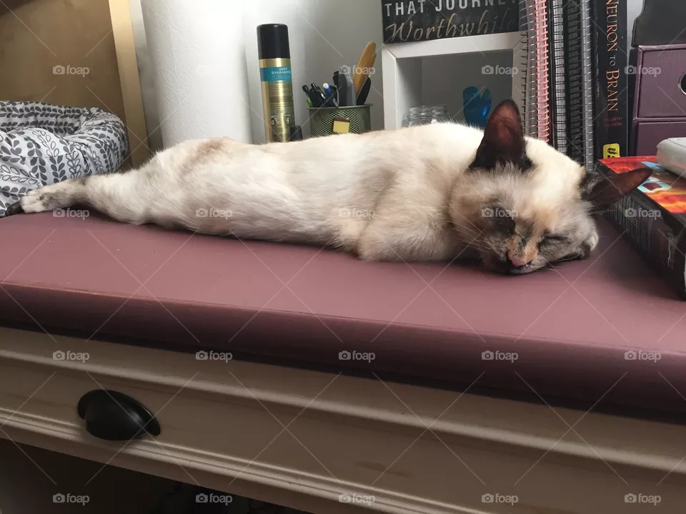 Cat, Pet, Mammal, Dog, Sleep