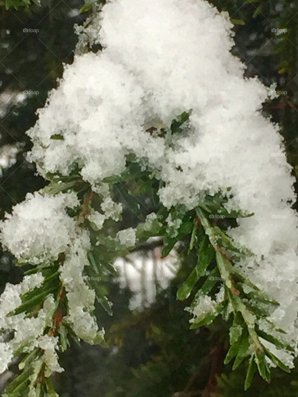 Icy pine tree
