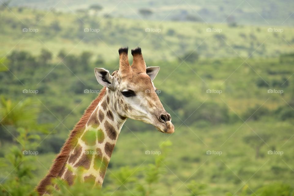 A giraffe
