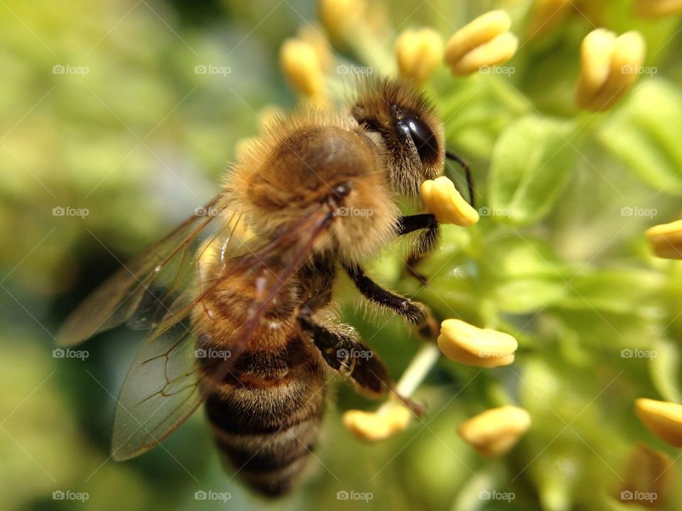 Bee