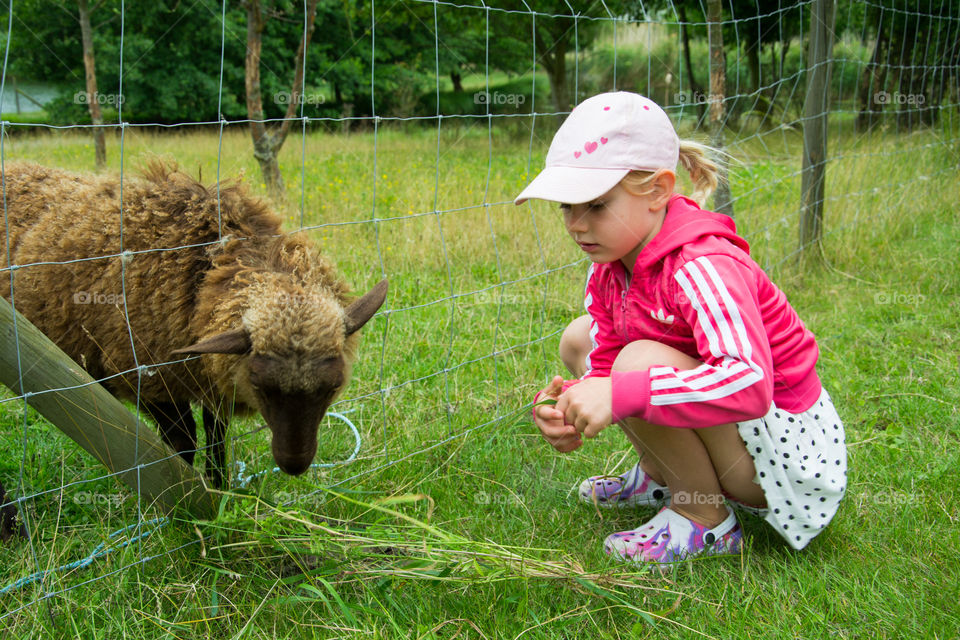 Close-up of a girl feeding sheep