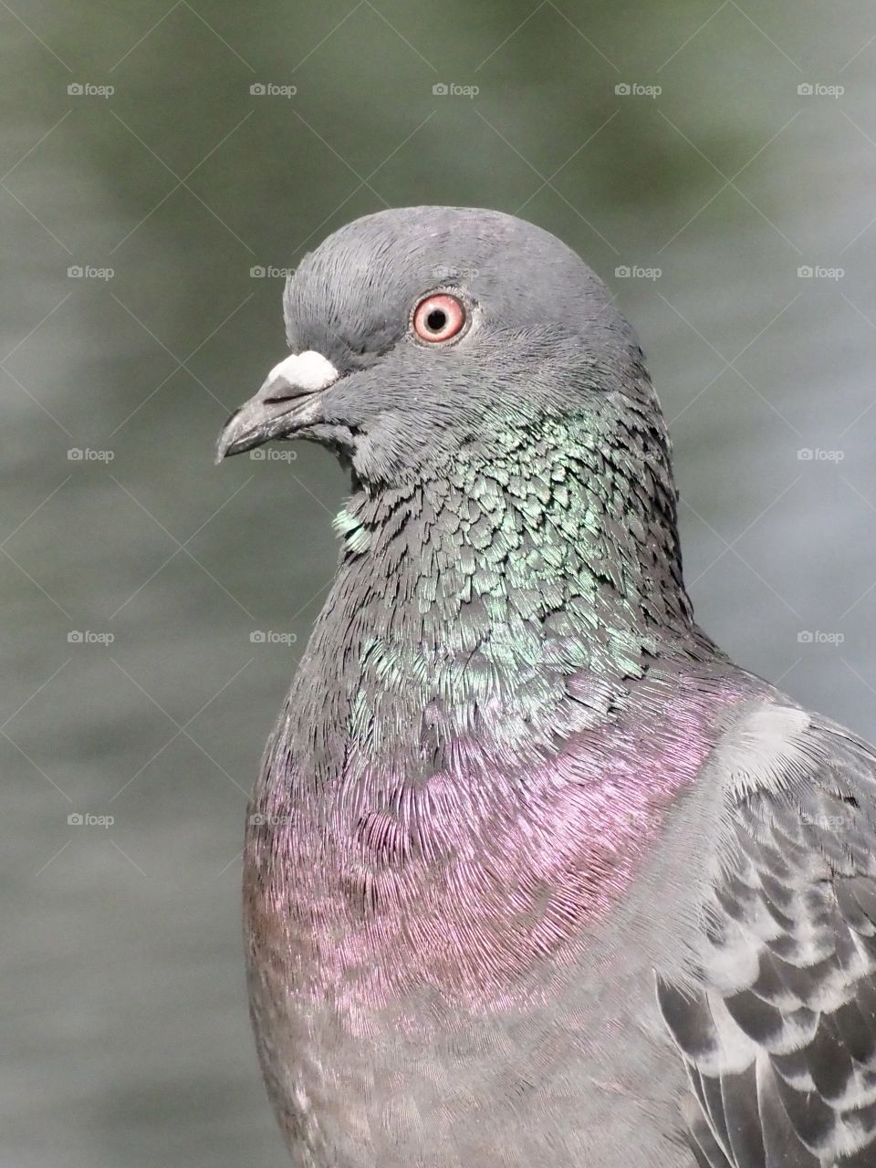 Pigeon