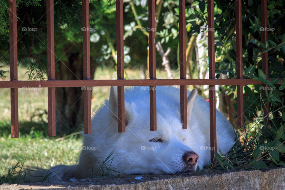 A cute white dog resting under the tree in a hot sunny day