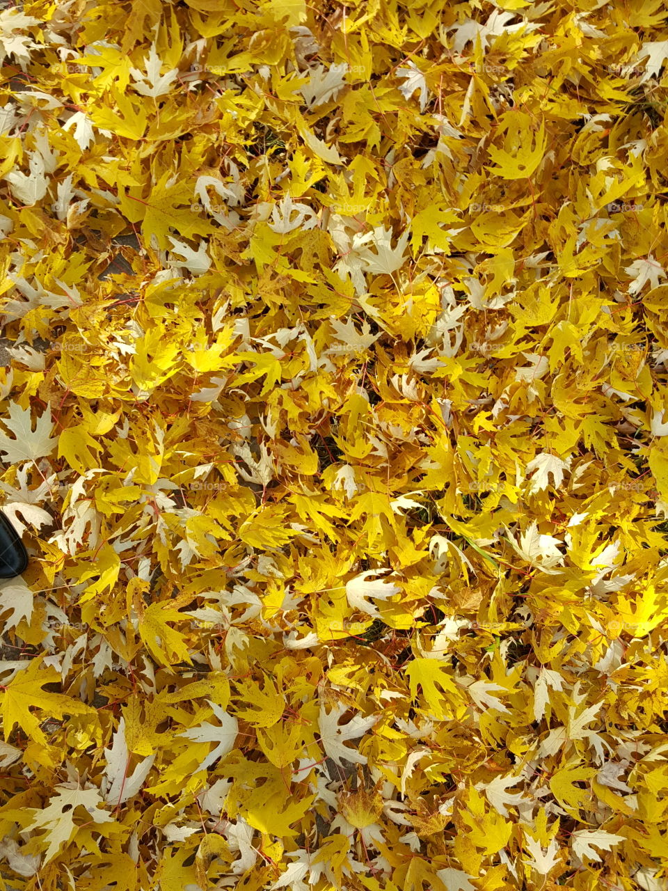Yellow leaves blanket the ground in Autumn