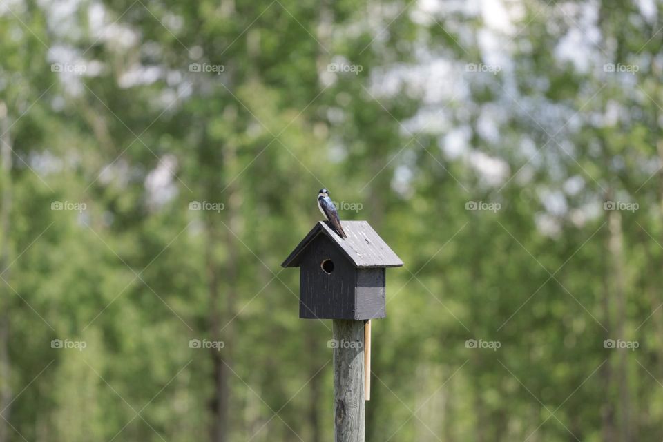 swallow on birdhouse