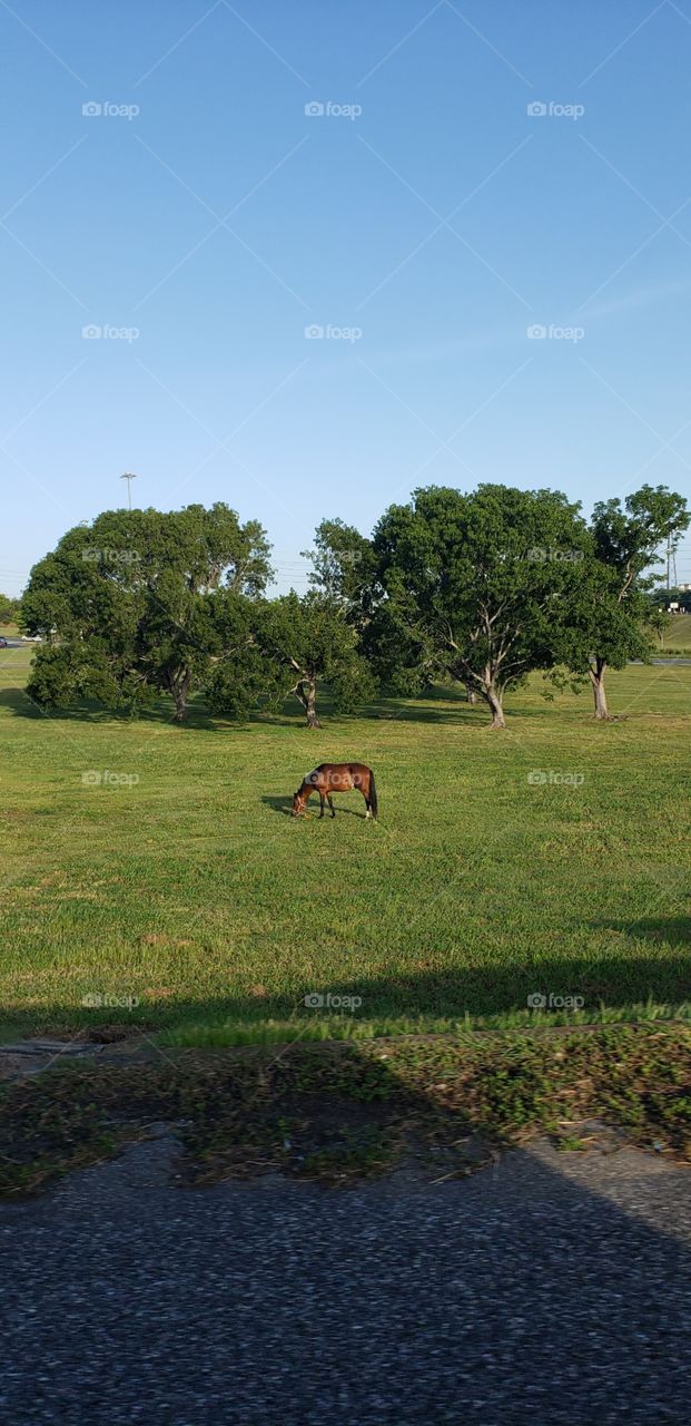 Horse in Puerto Rico 🇵🇷