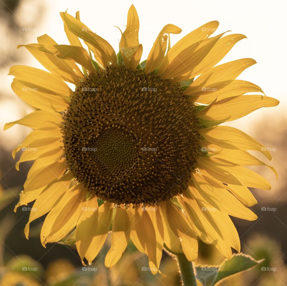 Sunflower field