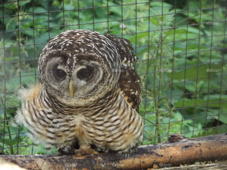 Fluffy Owl