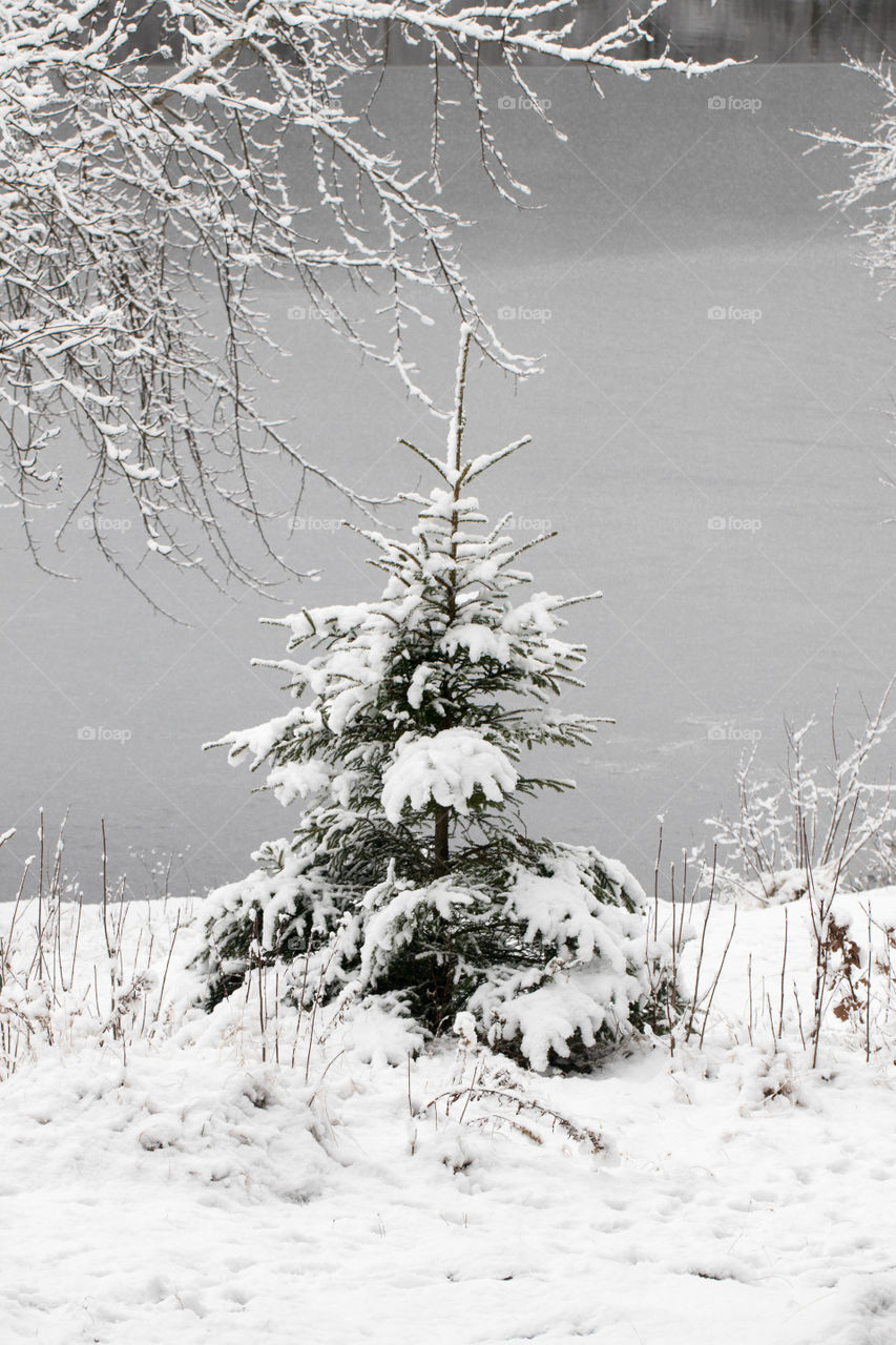 Winter wonderland snowy tree by the lake - vinterlandskap snöig gran sjö is