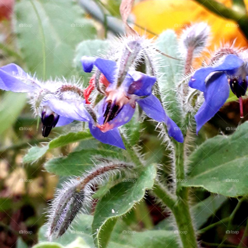 blue borage flowers in vegetable garden