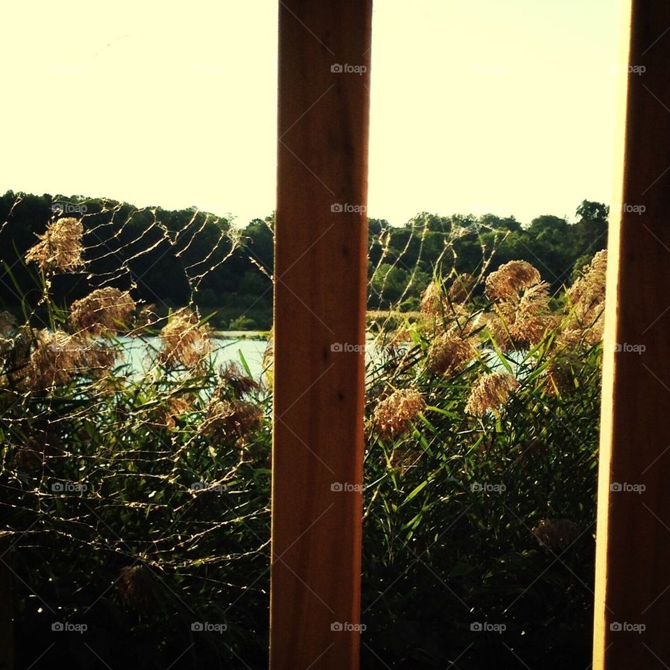 Spider Web in the Sun 