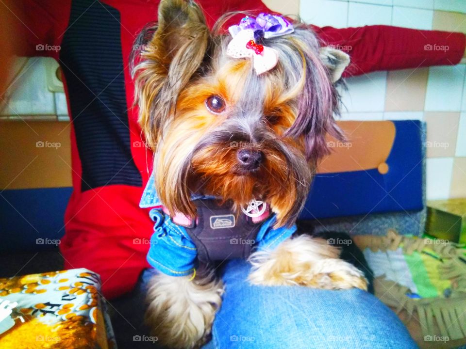 Stylish and glamorous dog Yorkshire terrier with hairstyle and can