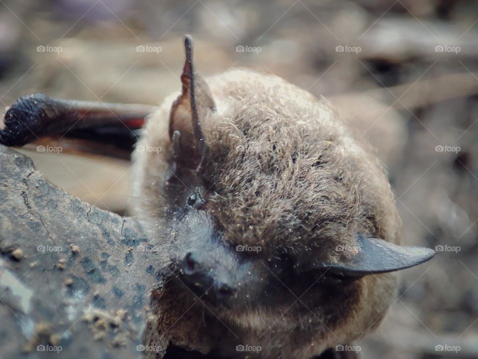 Nathusius's pipistrelle, Animal