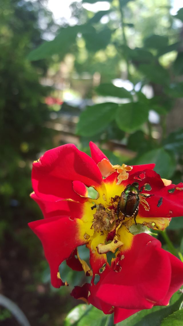 june bug vs rose