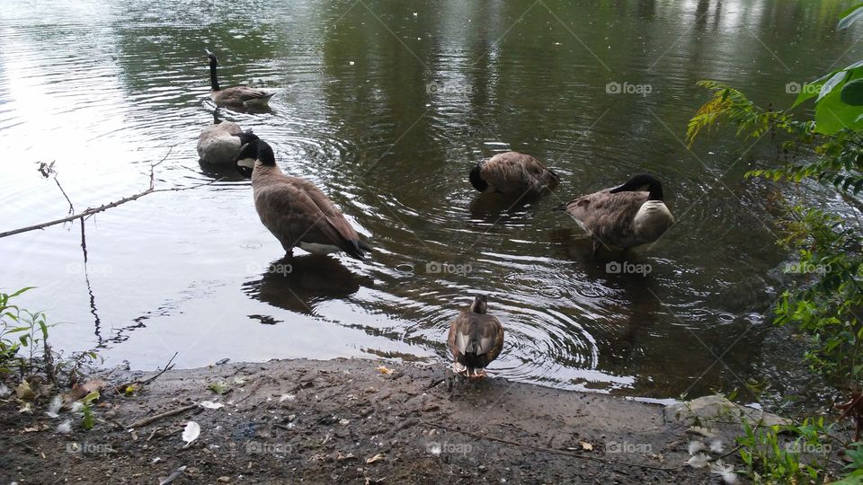 Water, Duck, Nature, Wildlife, No Person