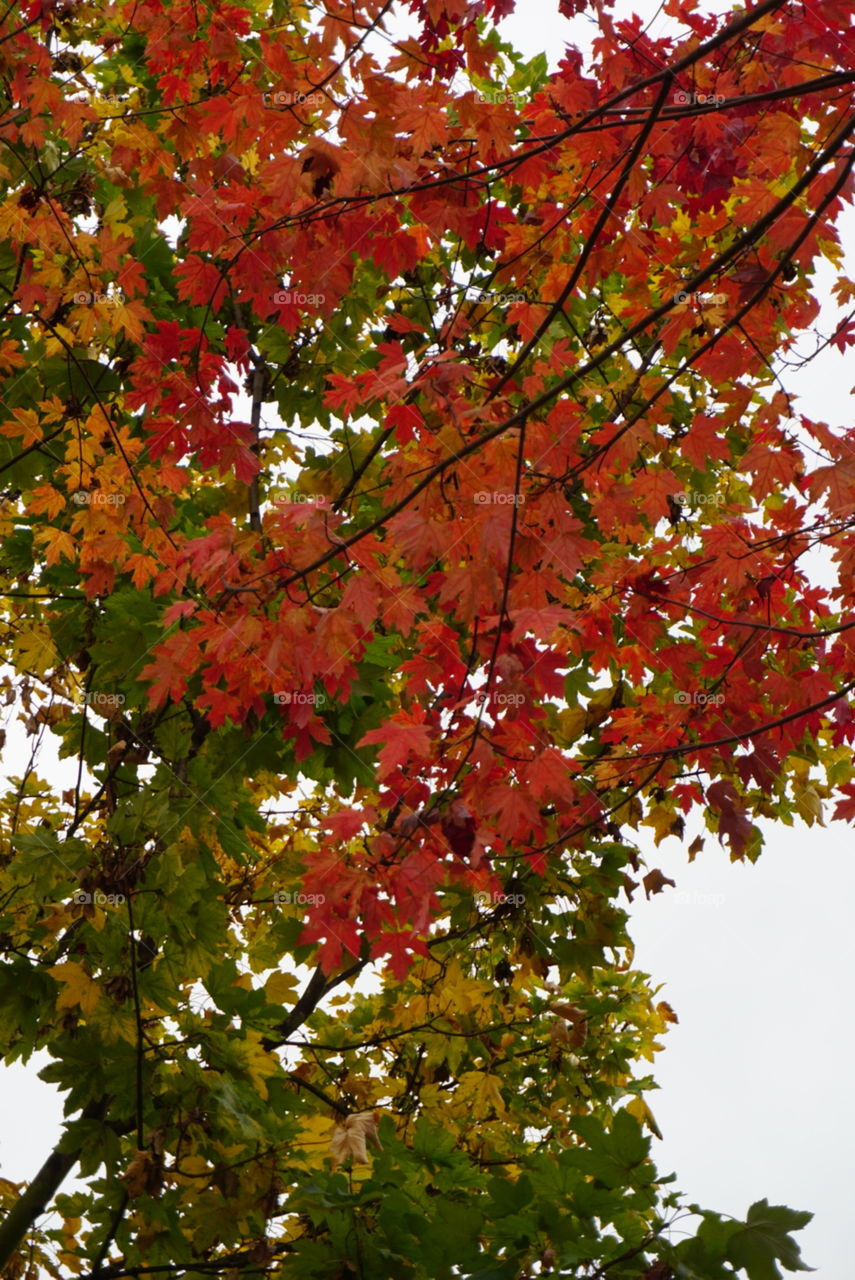 Leaves#trees#colors#autumn#season#nature