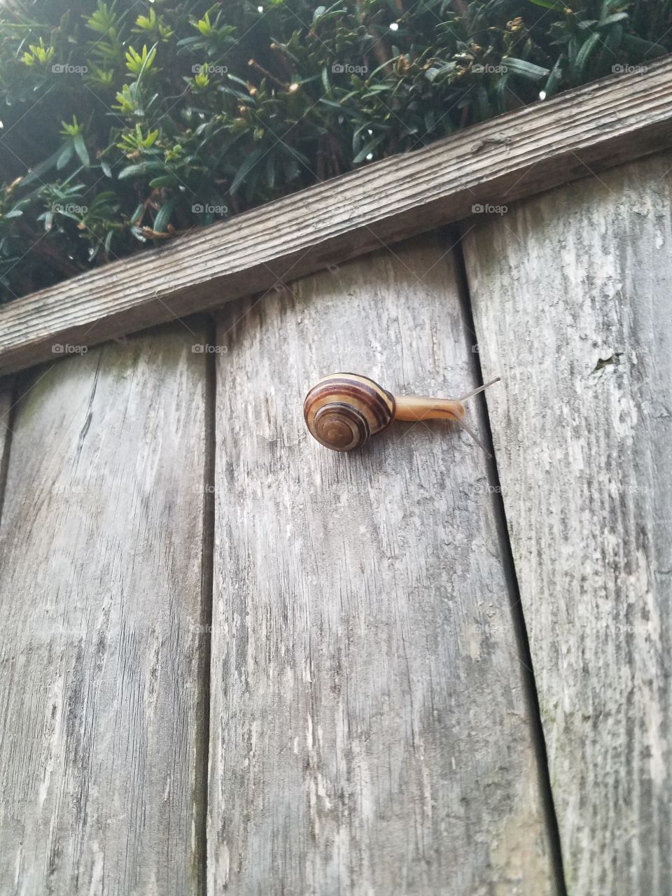 Snail Wall