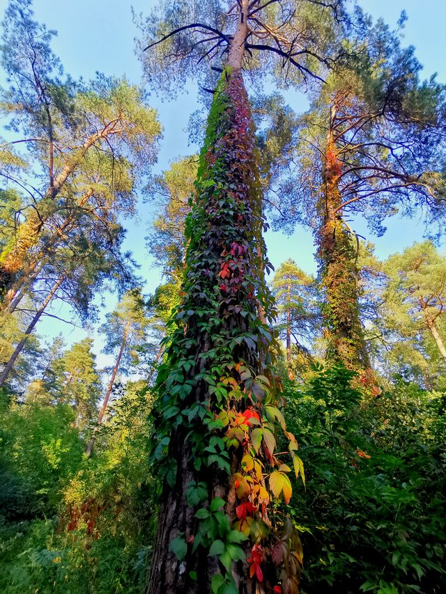 walk in the woods