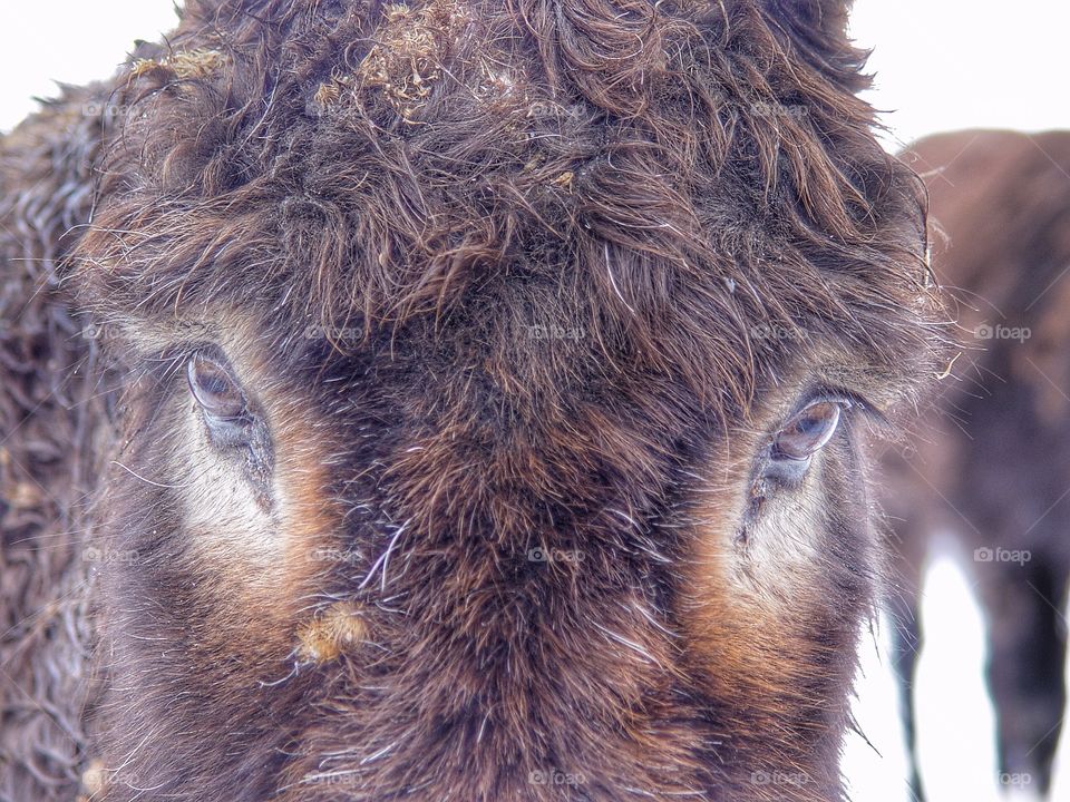 Close-up of a donkey head