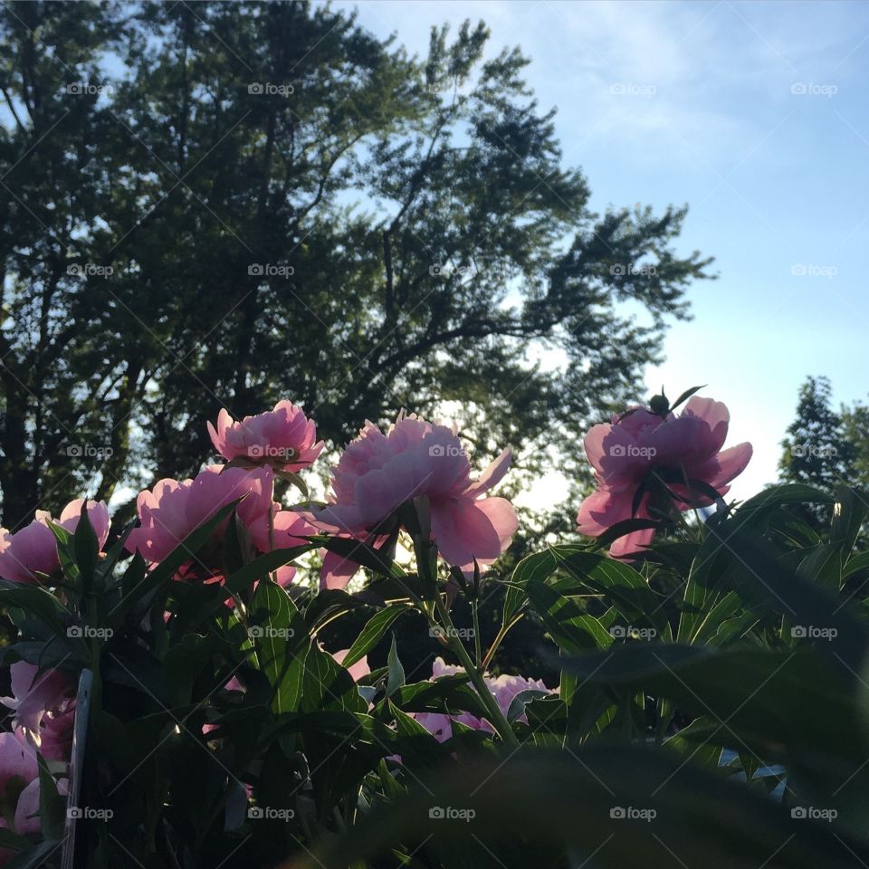 Pink peonies with sunlight 
