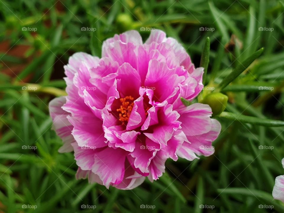 my beautiful Portulaca grandiflora